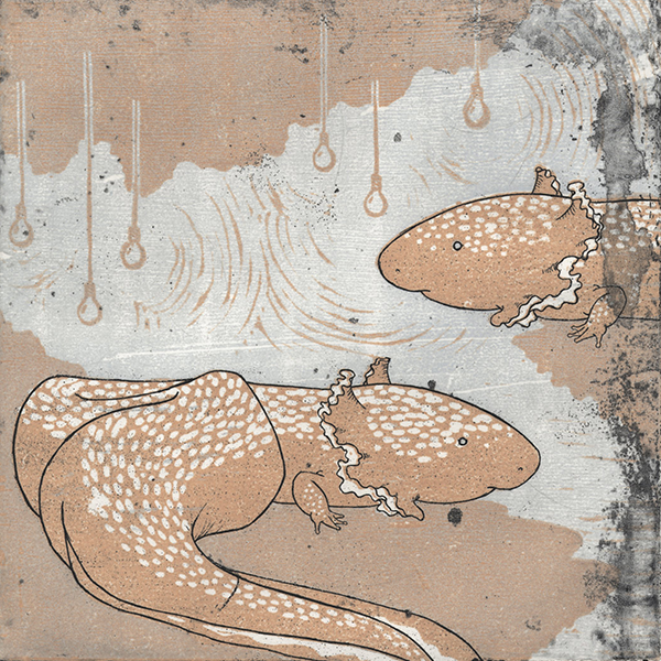 Salamander Salamander